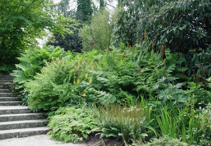 Farne und andere Begleitpflanzen neben einer Stiege