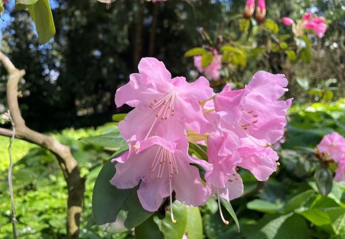 Foto: B. Than-Kassowitz rosa Rhododenrenblüte