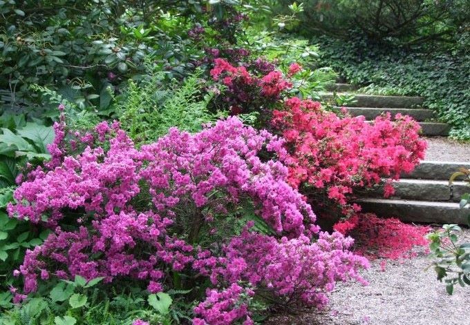 Grell leuchtende Blüten.