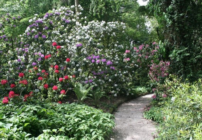 Rote, rosa und weiße Blüten nebeneinander