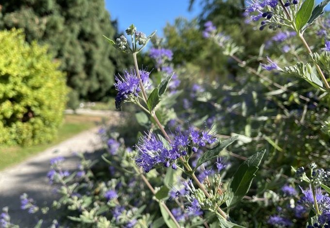 Foto: B. Than-Kassowitz blau blühende Bartblume