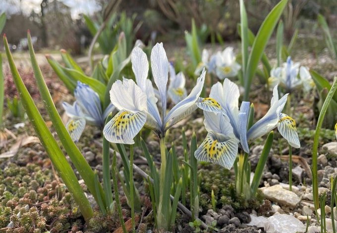 Foto: B. Than-Kassowitz kleine Iris