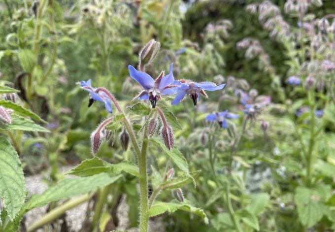 Foto: B. Than-Kassowitz blaue Sternblüten des Boretsch