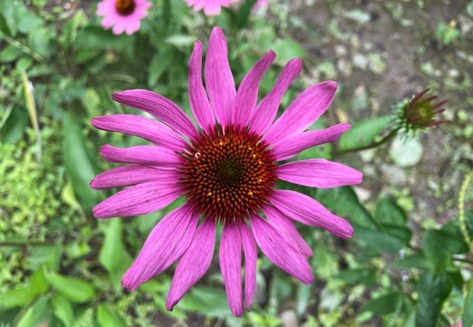 Foto: B. Than-Kassowitz Der Name Rubinstern spricht für sich: strahlend pinkfarbene Blüte