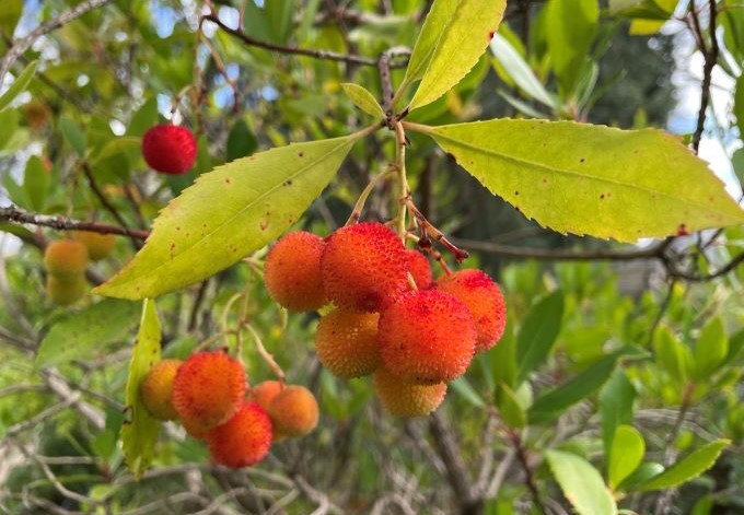 Foto: B. Than-Kassowitz orange, stachelige Früchte hängen am Baum