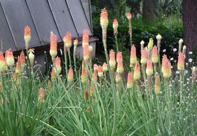 gelb-orange Blüten zwischen länglichen Blättern