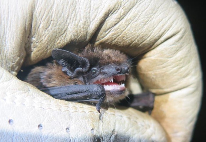 Foto: Guido Reiter Alpenfledermaus