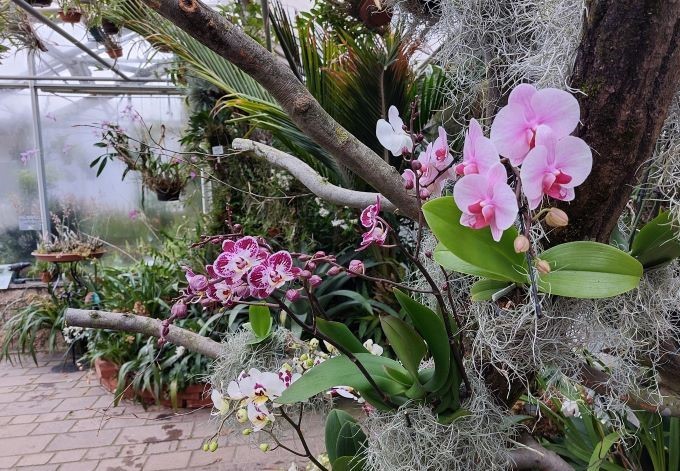 Perfektion und Eleganz die Welt tropischer Orchideen Botanischer