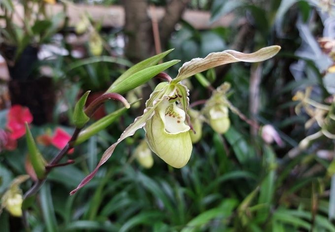Foto: B. Pirngruber gelbe Frauenschuhorchidee