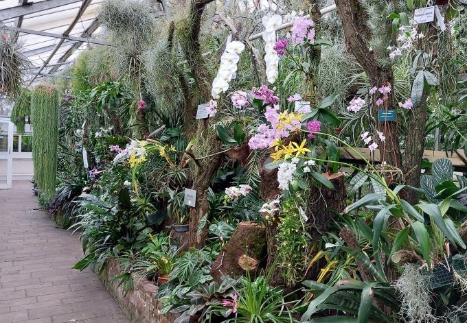 Foto: B. Pirngruber viele Orchideenblüten im Orchideenhaus