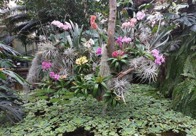 Foto: B. Pirngruber Orchideen-Arrangement über dem Wasser