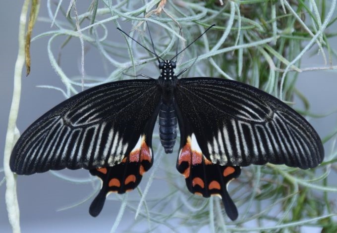La Farfalla Monarca, Monarchfalter Schmetterling O Danaus Plexippus, Isola Dei Fiori Mainau Sul Lago Costanza Constance Image154773999