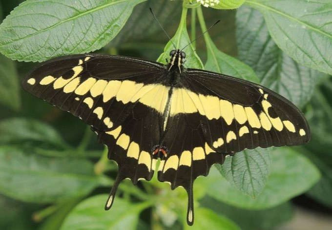 Foto: Leo Pum Ein Schwalbenschwanz-Schmetterling mit gelb-schwarzer Zeichnung.