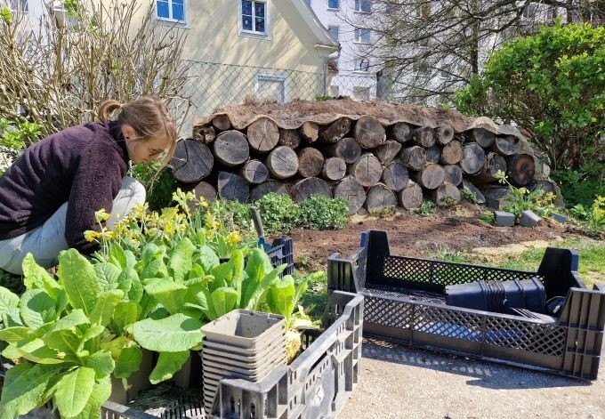 Foto: Daniela Hofinger Im Hintergrund die Baumstämme des Kleintierhabitats, im Vordergrund die bereitgestellten Pflanzen.