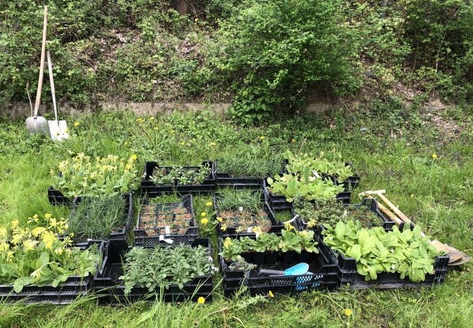 Foto: Daniela Hofinger Pflanzen stehen zum Aussetzen bereit.