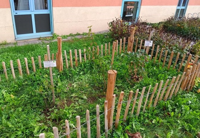 Foto: Sarah Reindl Junge Wildsträucher durch einen kleinen Zaun geschützt.