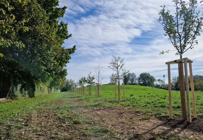 Foto: Daniela Hofinger Obstbaum-Allee