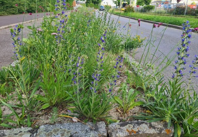 Foto: Tobias Köstl Grünstreifen neben Straße mit verschiedenen Blüten