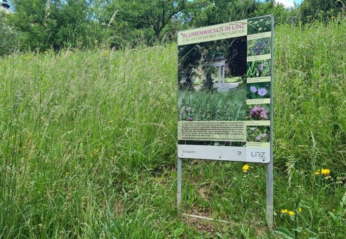 Foto: Tobias Köstl hoch stehende Wiese mit Infotafel