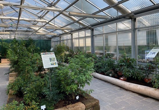 Foto: Barbara Than-Kassowitz Chilisorten wurden 2023 im Ausstellungshaus gezeigt.