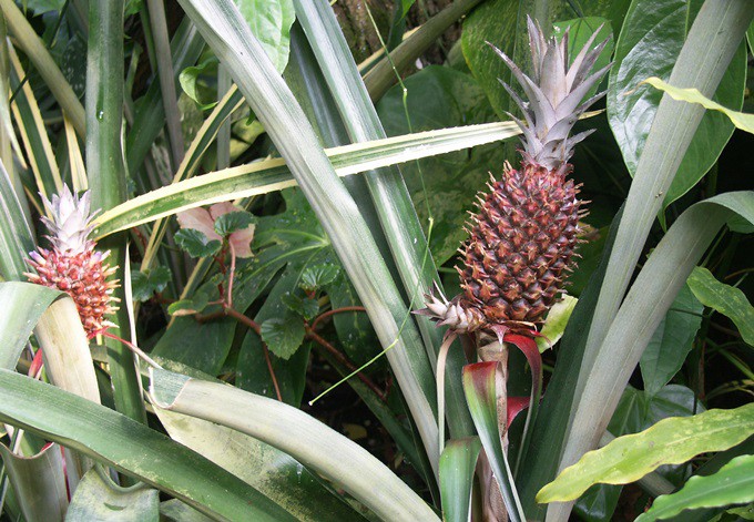 Ananas comosus