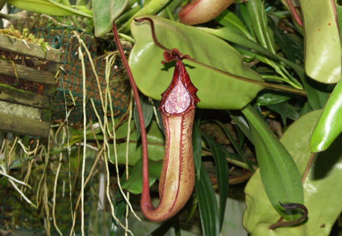 Nepenthes (Kannenpflanze)