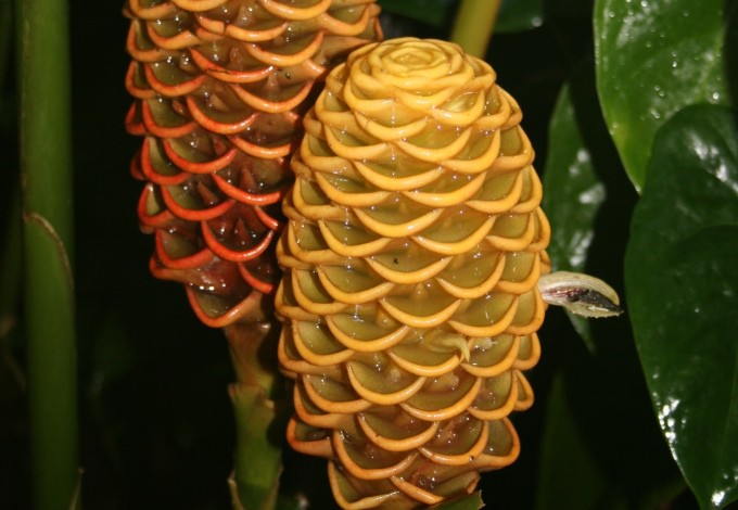 Zingiber spectabile (Ingwer)