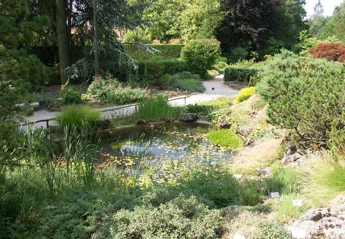 Blick von oben auf den Teich