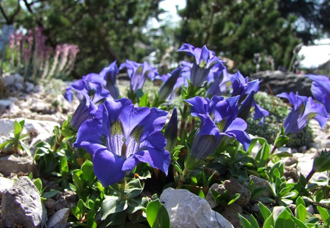 Gentiana occidentalis (Enzian)