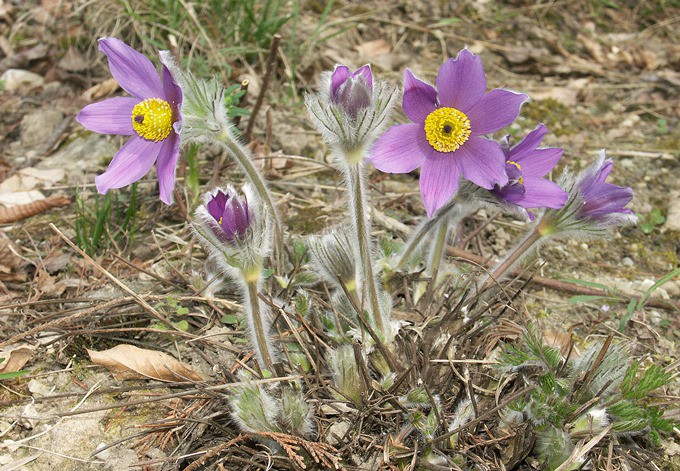 Pulsatilla vulgaris (Gewöhnliche Kuhschelle)