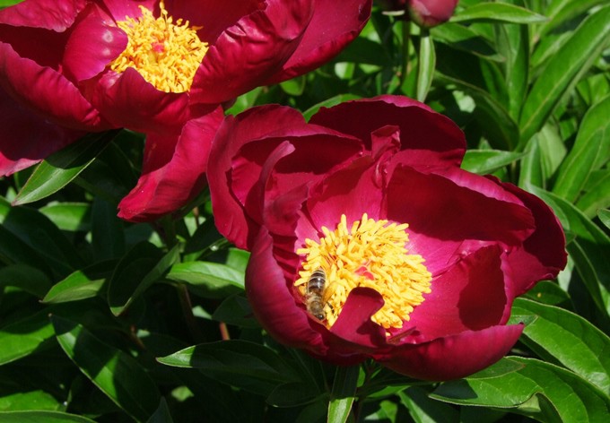 Asiatische Geholze Botanischer Garten Linz