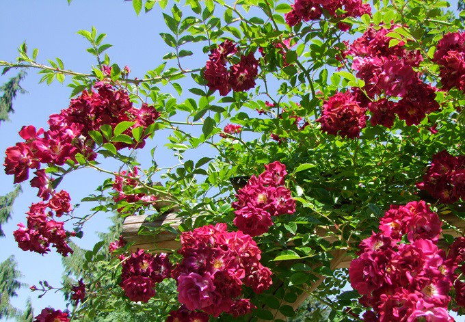 Kletterrose Gruß an Freundorf