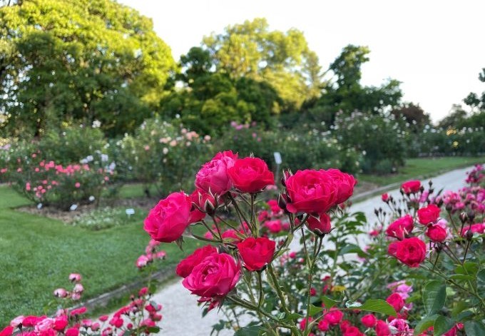 Foto: B. Than-Kassowitz rosa Blüte