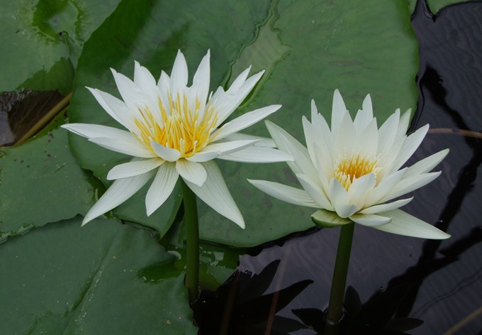 Seerosen Botanischer Garten Linz