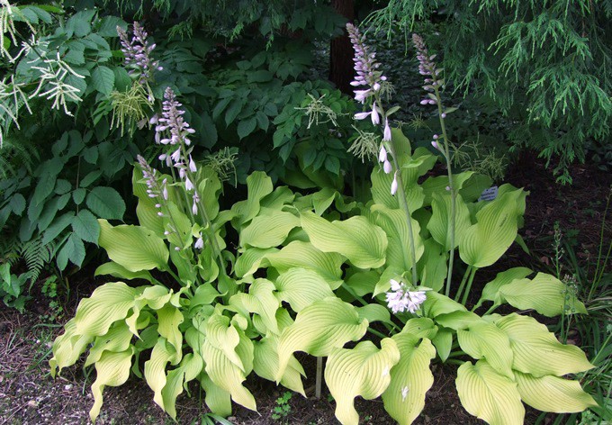 Funkien (Hosta Hybride Torchlight)