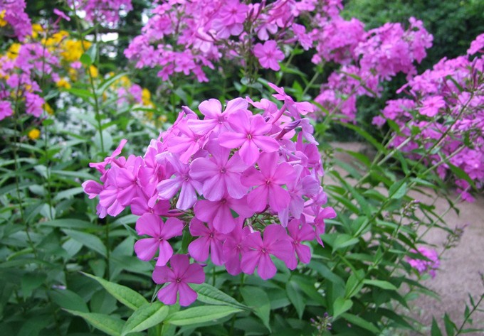 Phlox