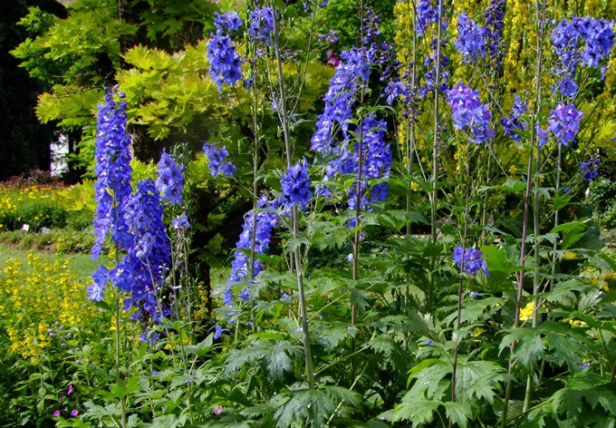 Rittersporn Delphinium