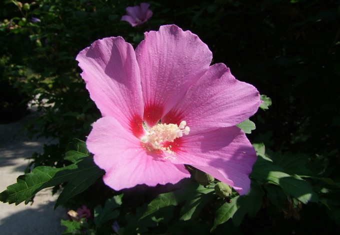 Strauch-Eibisch-Blüte