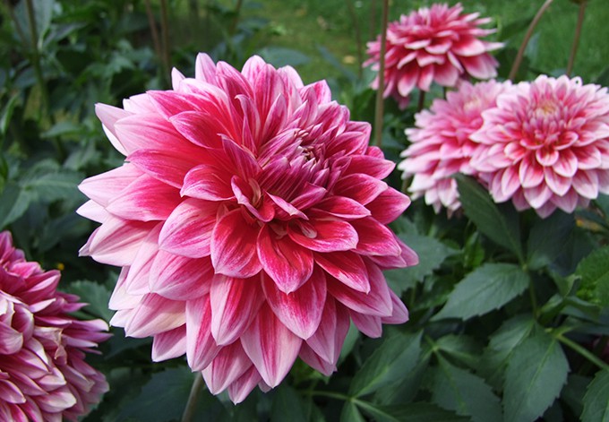 Dahlien-Hybride Canby Centennial