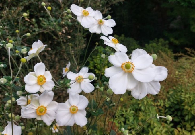 weiß blühende Staude