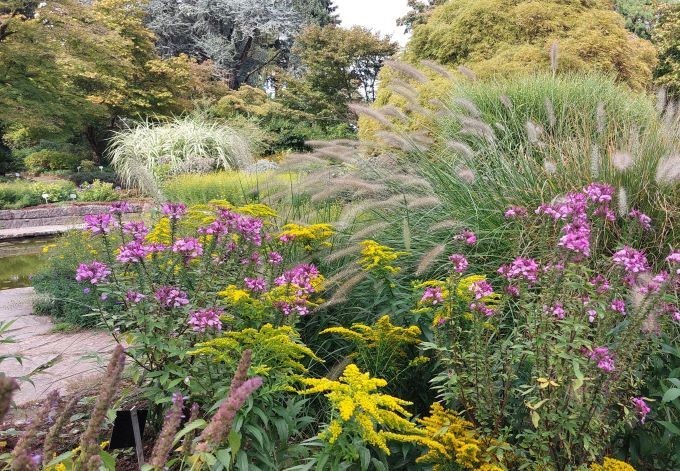 Gräser und blühende Stauden, im Hintergrund Bäume