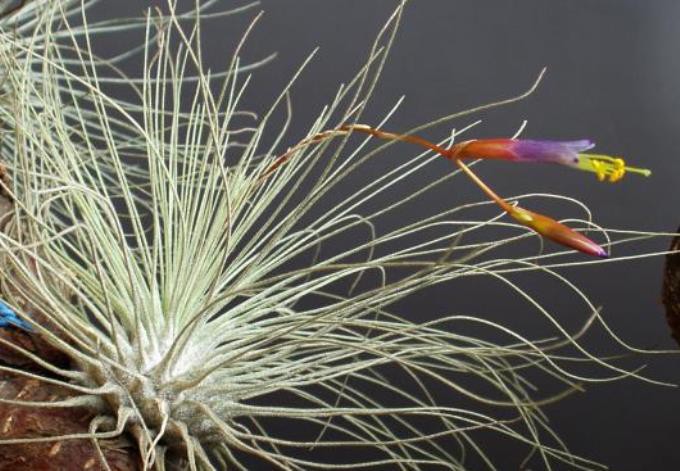 Fuchs-Tillandsia