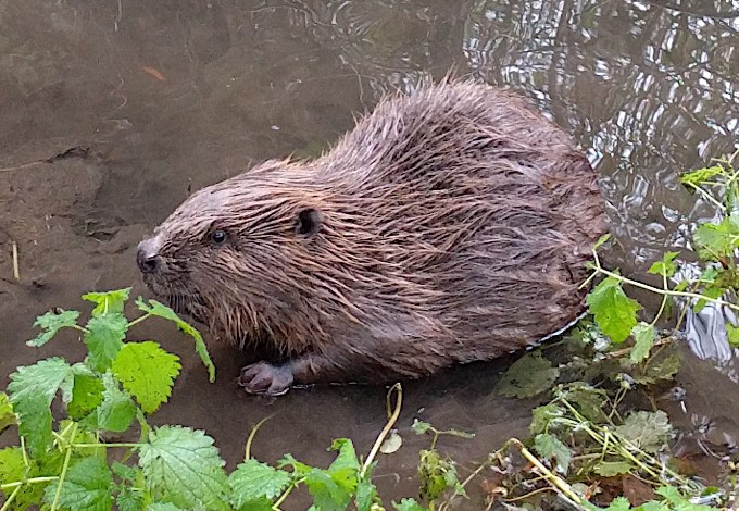 Foto: Gudrun Fuß Biber (Castor fiber)