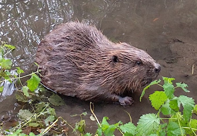 Foto: Gudrun Fuss Biber im Wasser