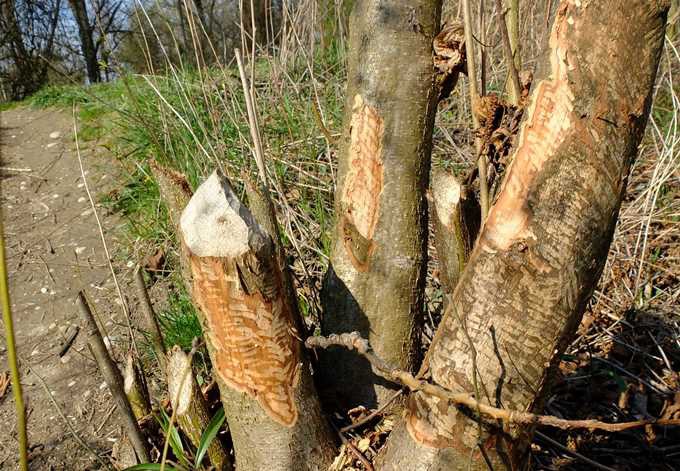 Foto: Gudrun Fuss Nagespuren eines Bibers an Baumstamm