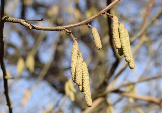 Foto: Gudrun Fuss Maennliche Bluete der Hasel