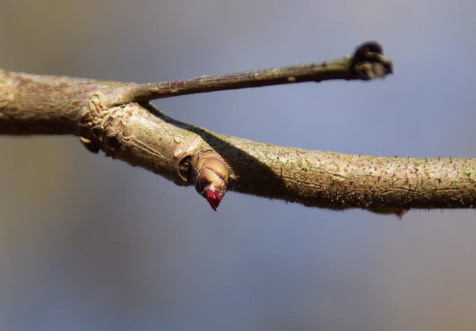 Foto: Gudrun Fuss unscheinbare, weibliche Bluete der Hasel
