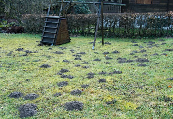 Foto: Gerhard Pirngruber Maulwurfshügel in Wiese