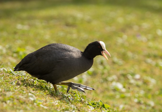Foto: Gerhard Pirngruber Blässhuhn