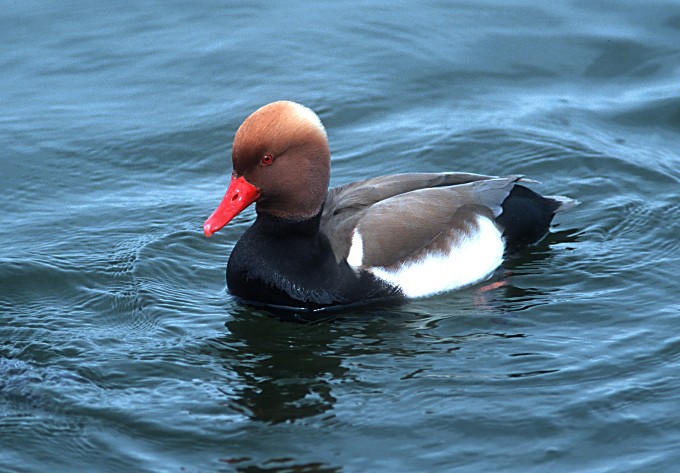 Foto: Land OOE, Josef Limberger Kolbenente